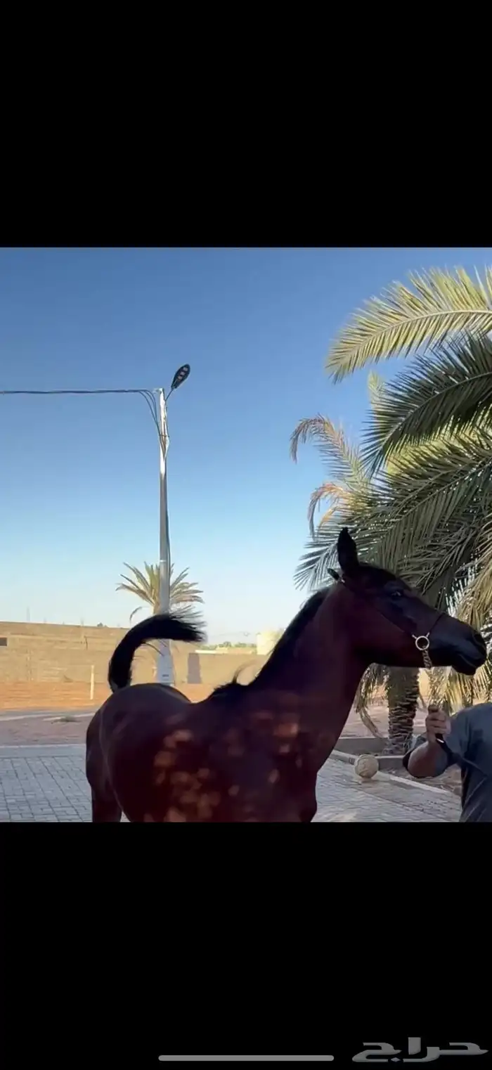 حصان مهر للبيع 4