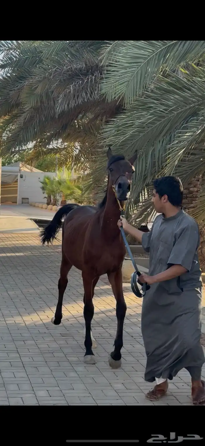 حصان مهر للبيع 2
