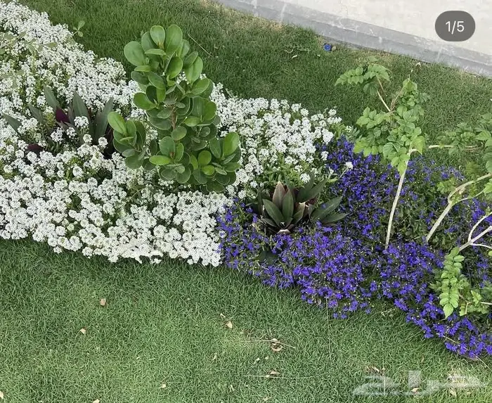 زراعة حدائق وأشجار ونجيلة طبيعي وصناعي ونخيل زينة 16