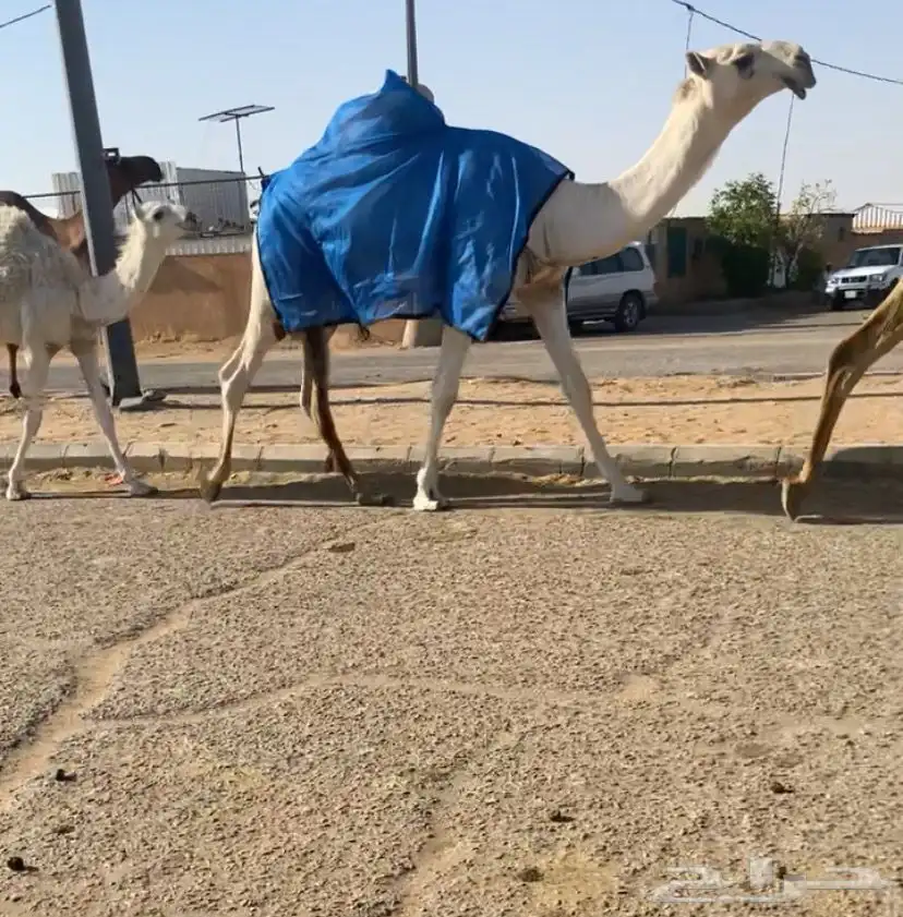قعود كفو 0