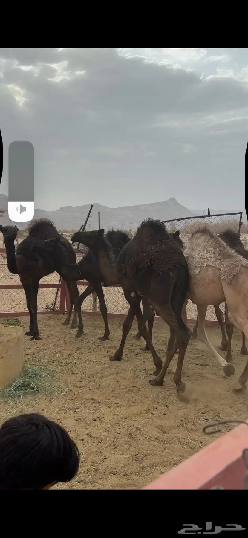 قعدان مناسبات وزواجات 0
