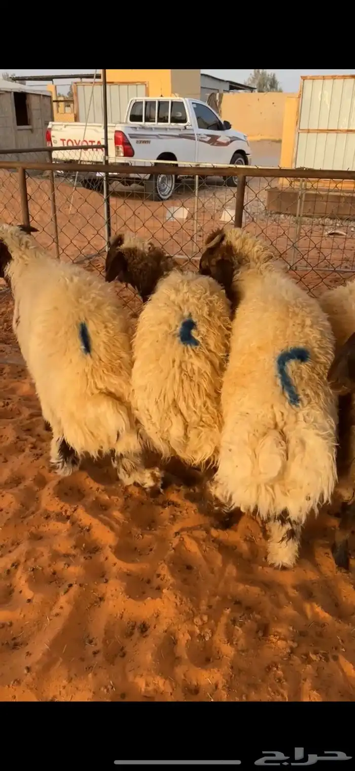 بهم نعيم(تم البيع) 4