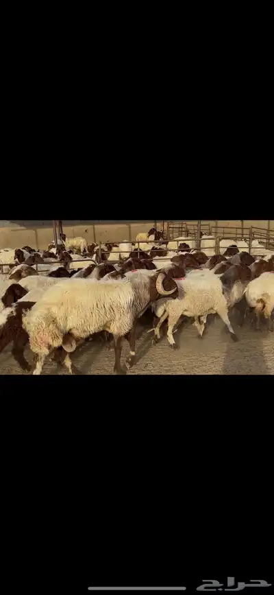 غنم نعيم مراح واحد . 6