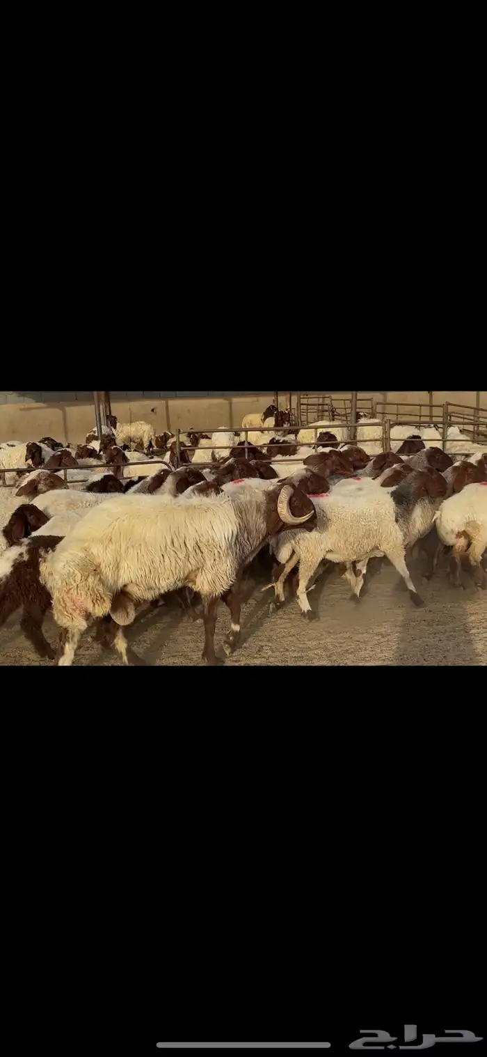 غنم نعيم مراح واحد . 6