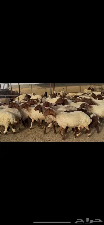 غنم نعيم مراح واحد . 1