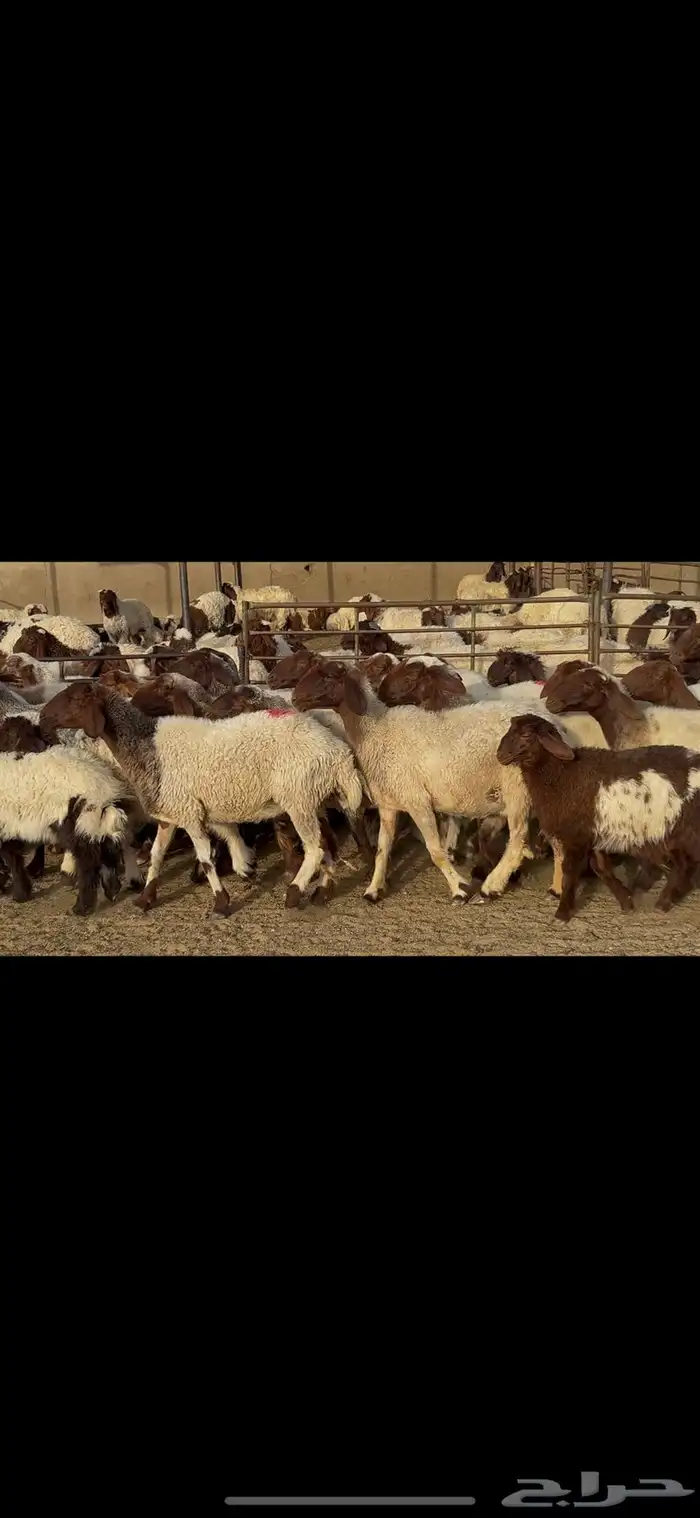 غنم نعيم مراح واحد . 4