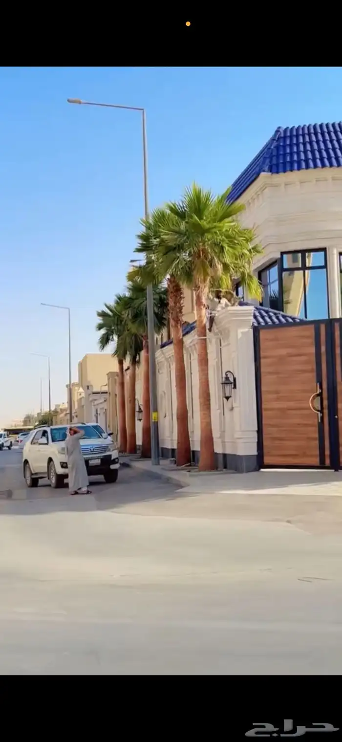 نخل واشنطونيا 0