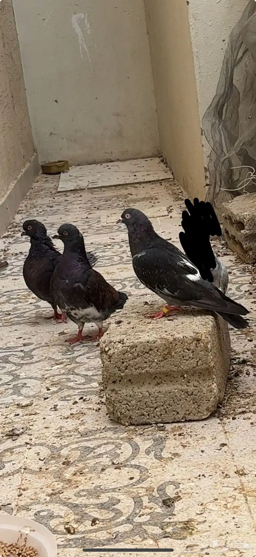 حمام 0