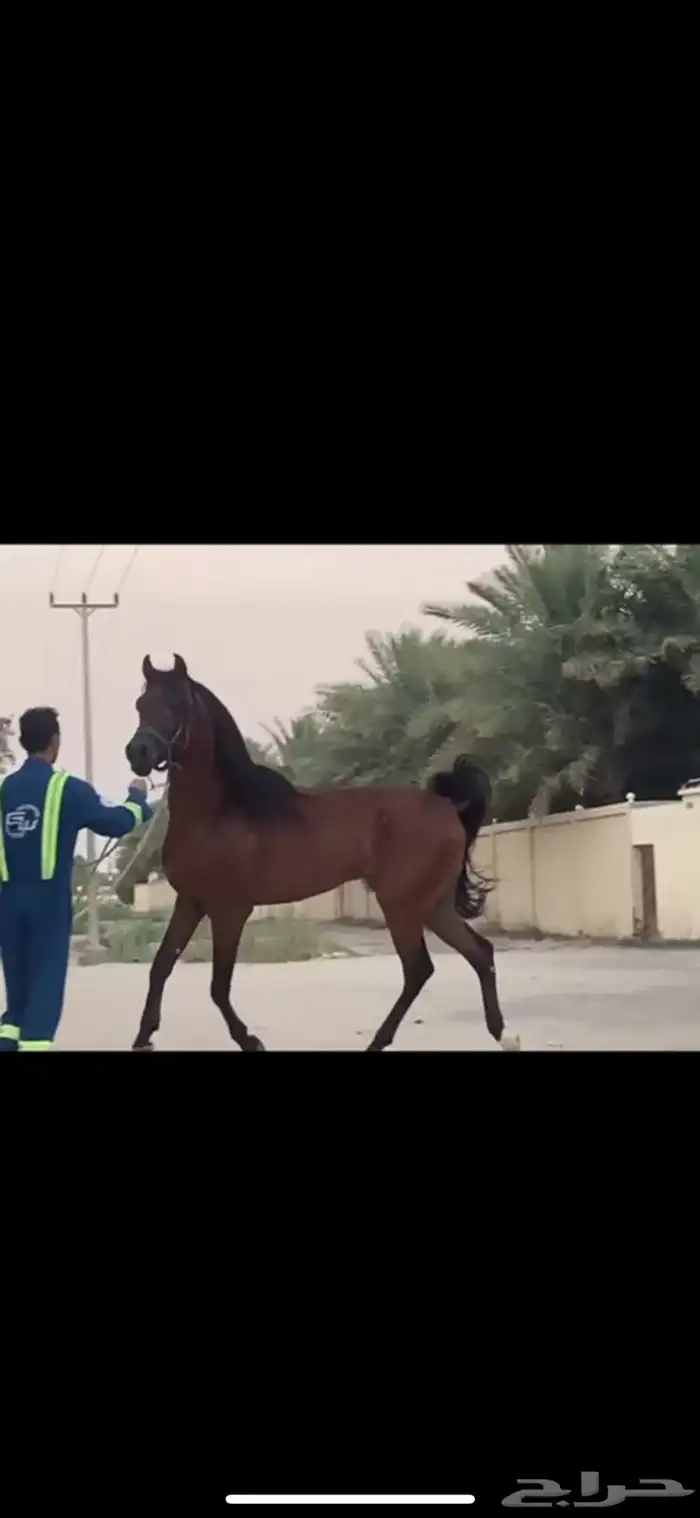 حصان واهو شيخ للببع 1