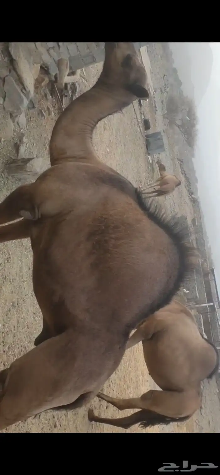 قعدان للبيع 3