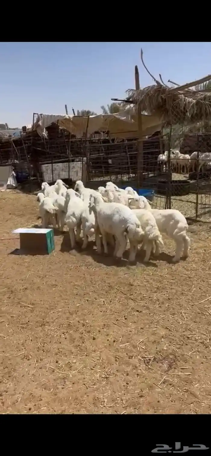 للبيع حريات والد 4