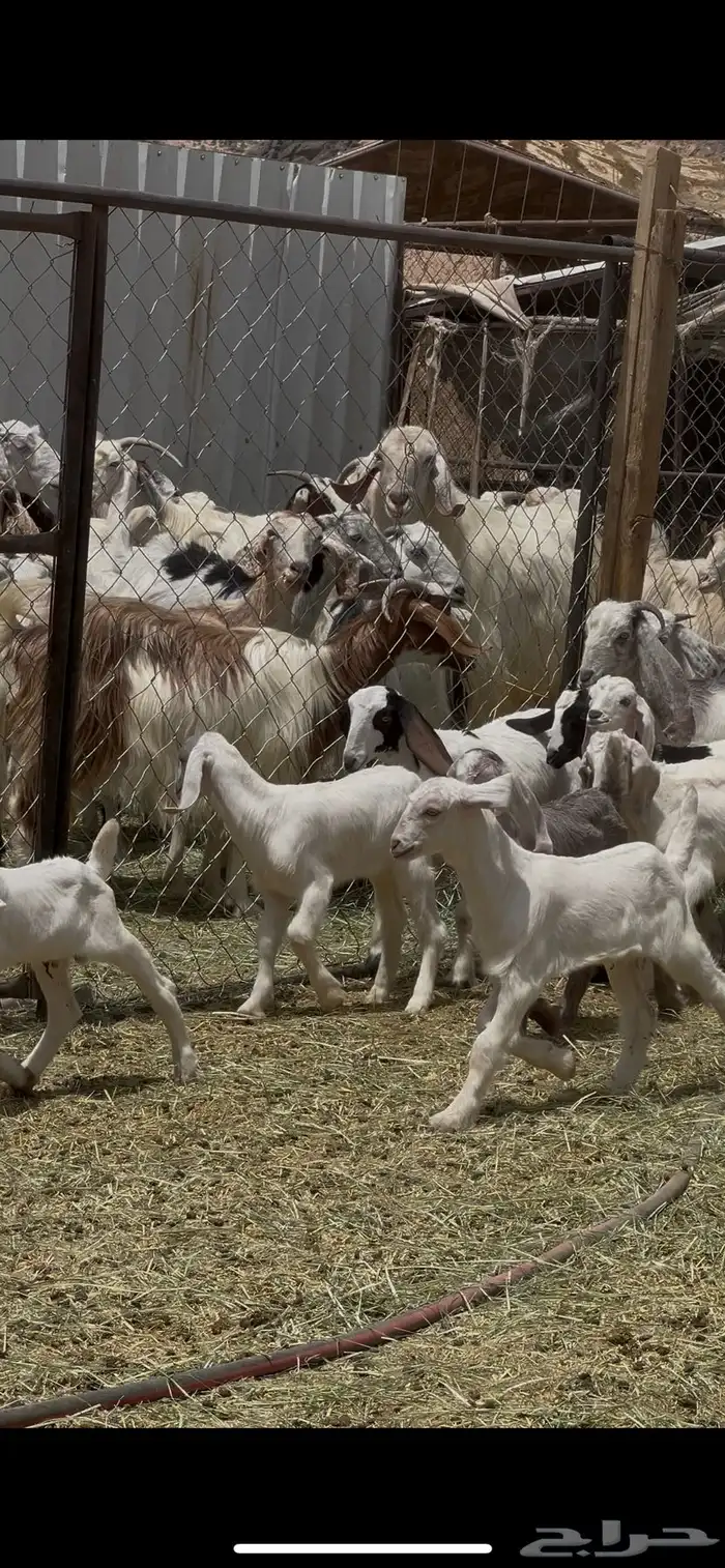 معزا مراح بفحلها 1