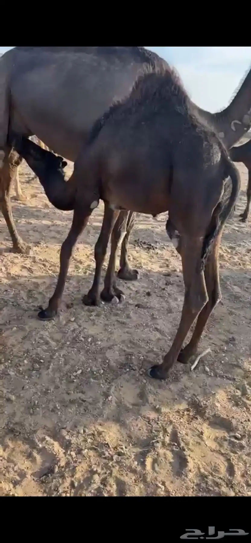قعود مجهم للبيع 1