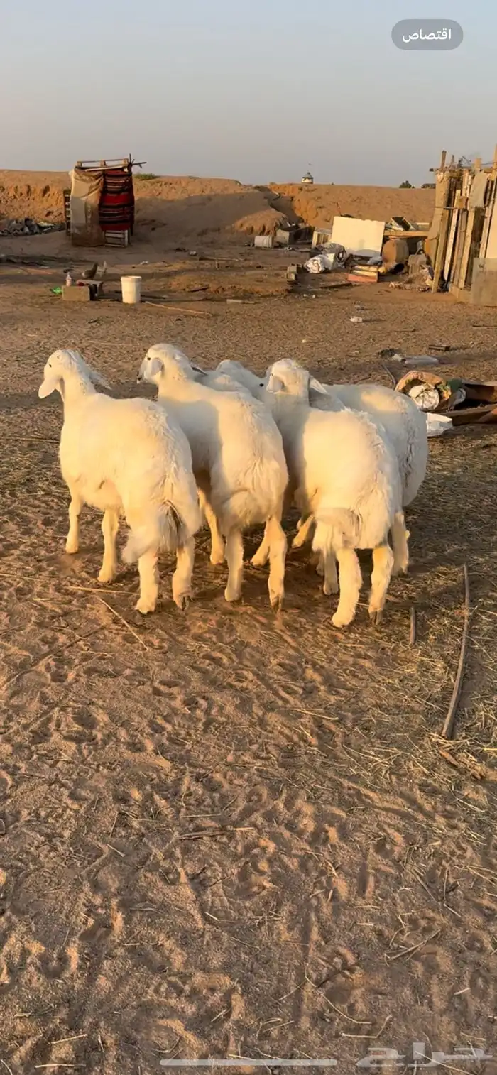 بهم حري تم البيع 0