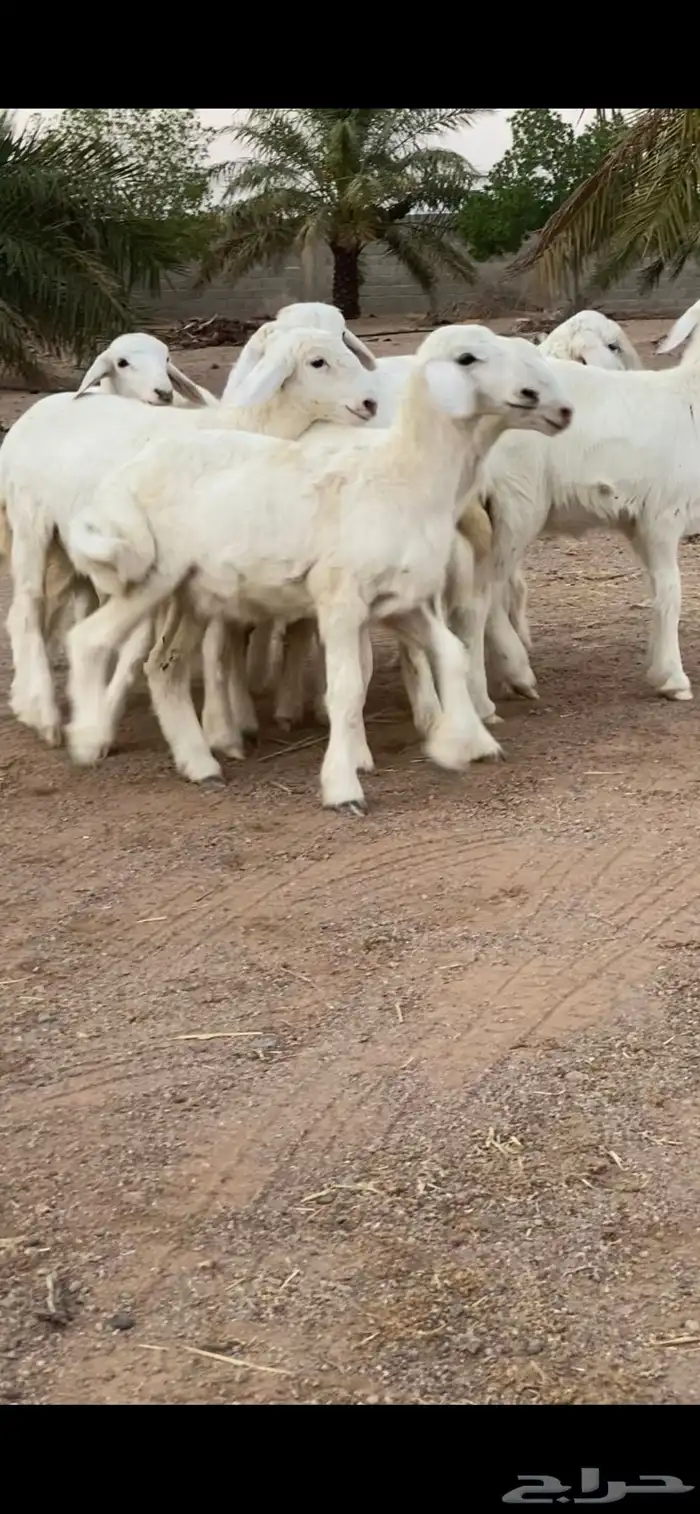 رخال حريات تم تم اللبيع 7