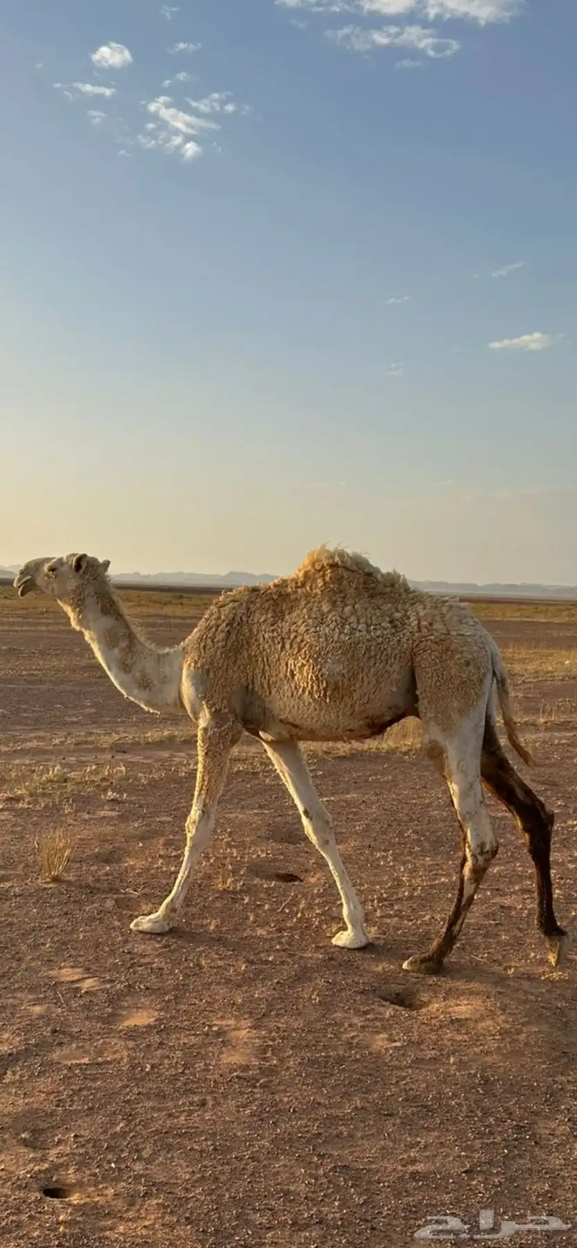 قعود 1