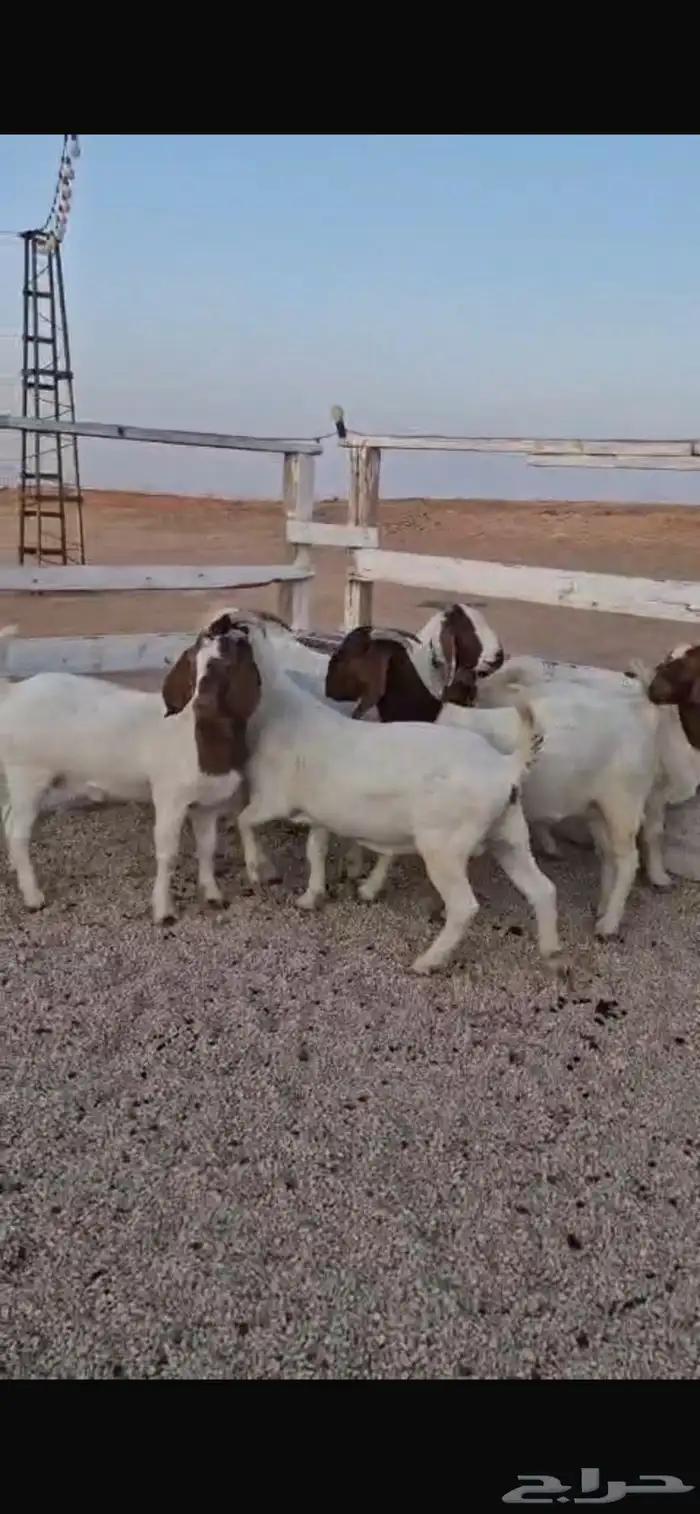 معزاء بورقت 3
