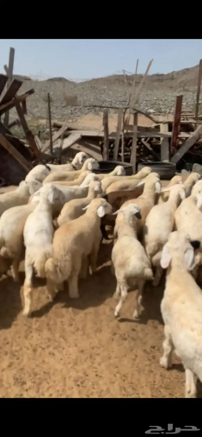 للبيع طليان و رخال جمله و تفريد 2