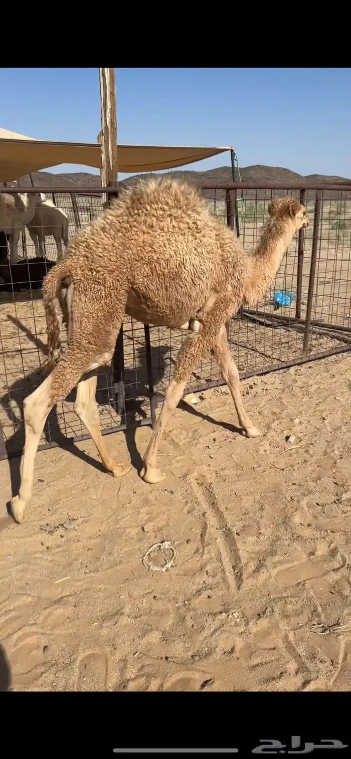 قعود شحم للبيع 0