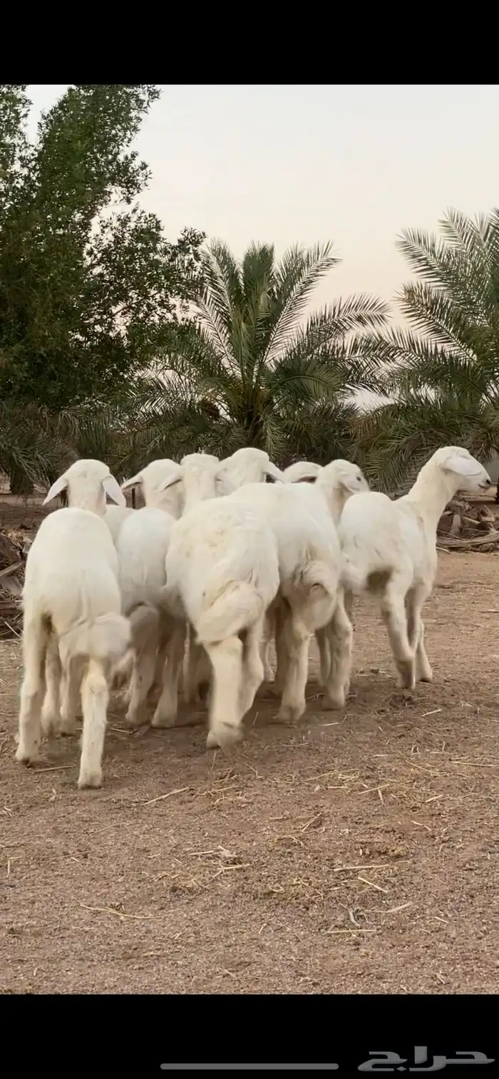 رخال حريات تم تم اللبيع 1