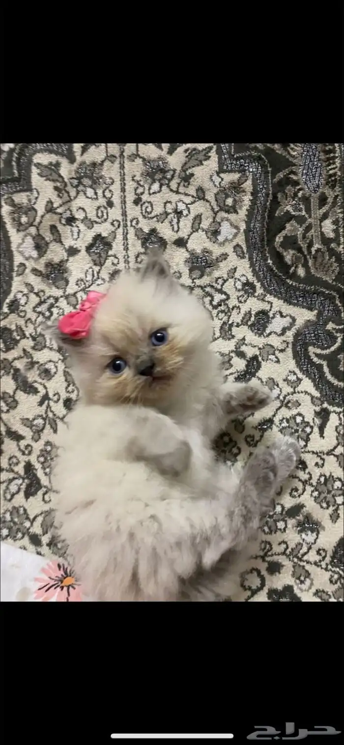 قطط هملايا 0