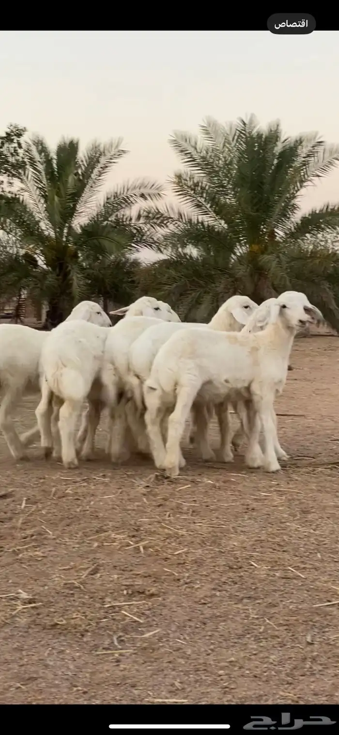 رخال حريات تم تم اللبيع 5