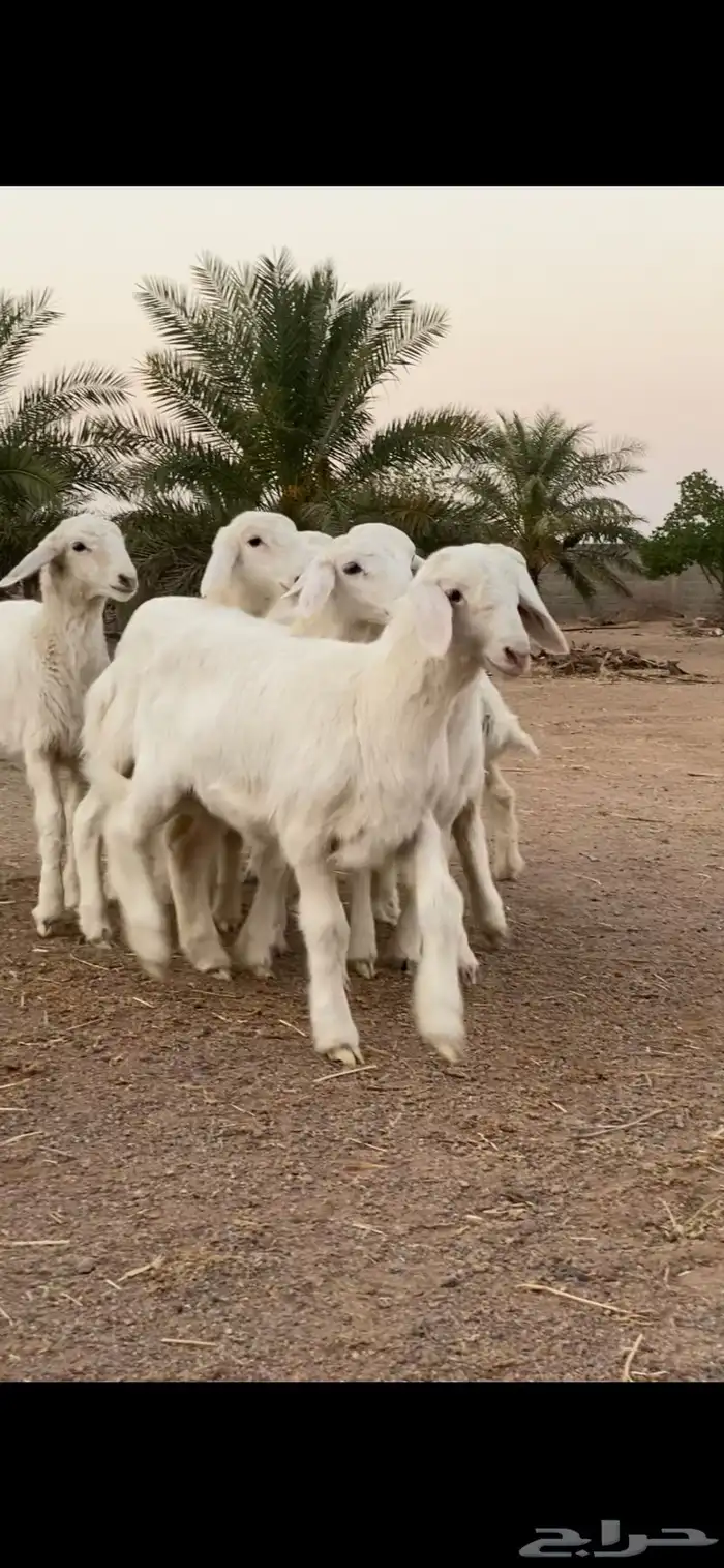 رخال حريات تم تم اللبيع 6