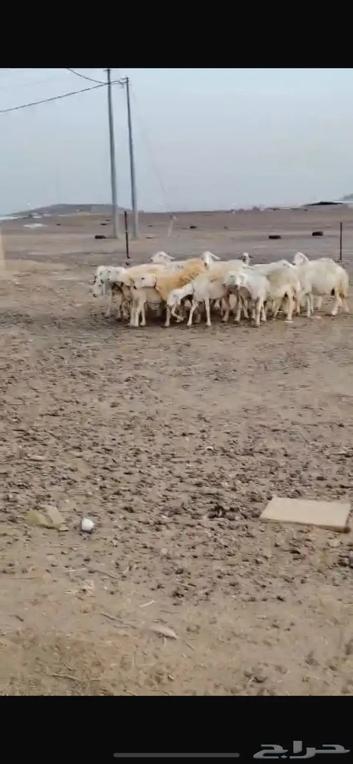 غنم دفيع مفاصيل على وشك ولاد 0