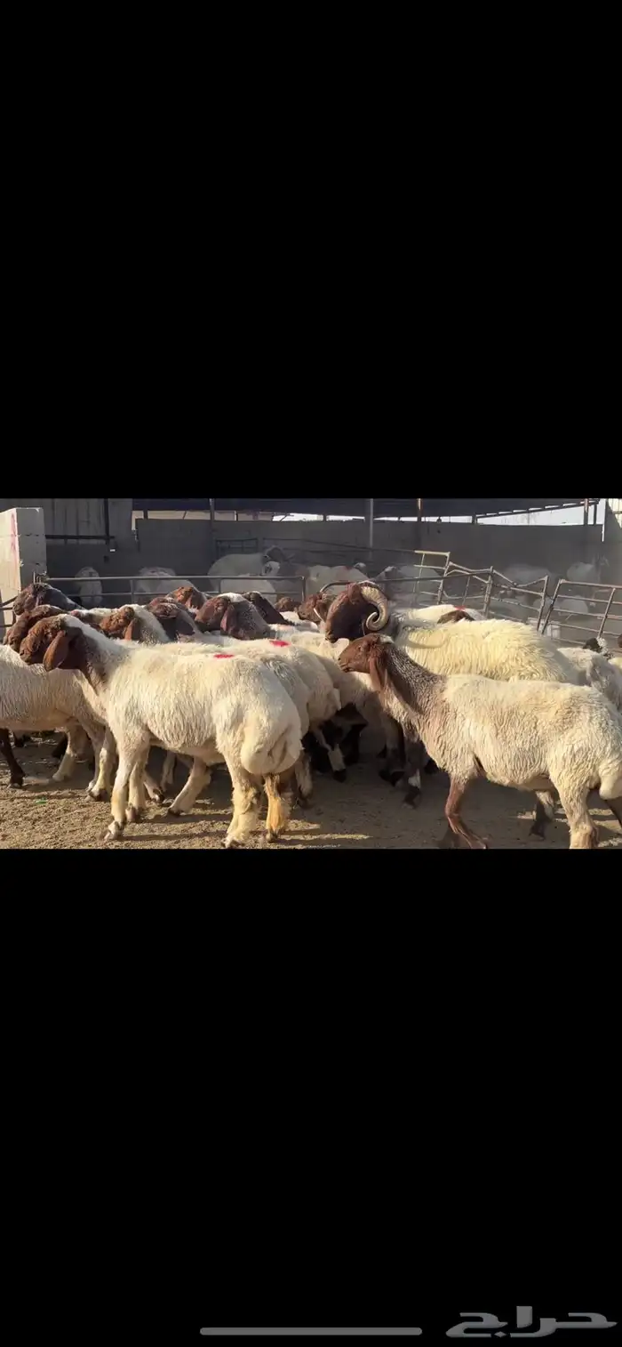 غنم نعيم فاخرره ودفيع 1