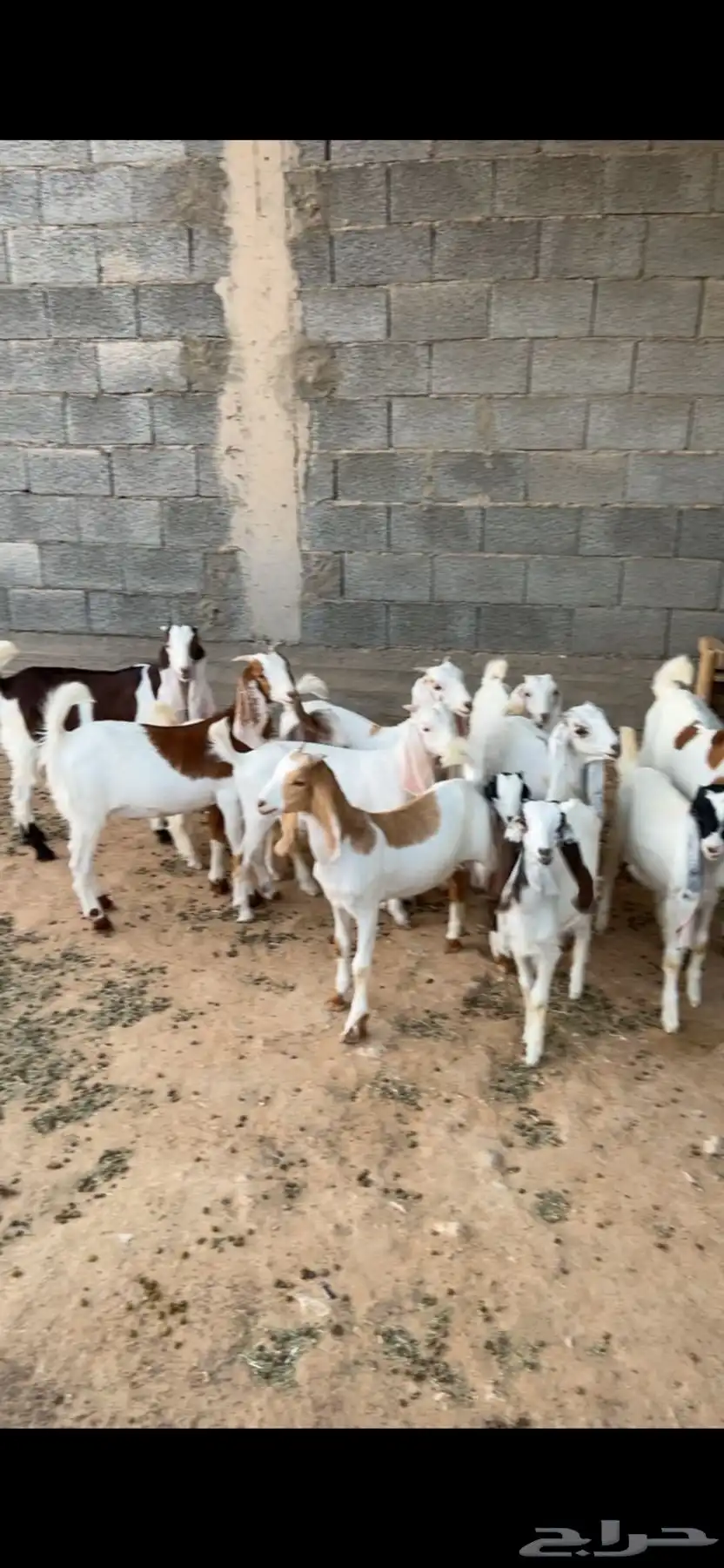 تيوس وجفار 0