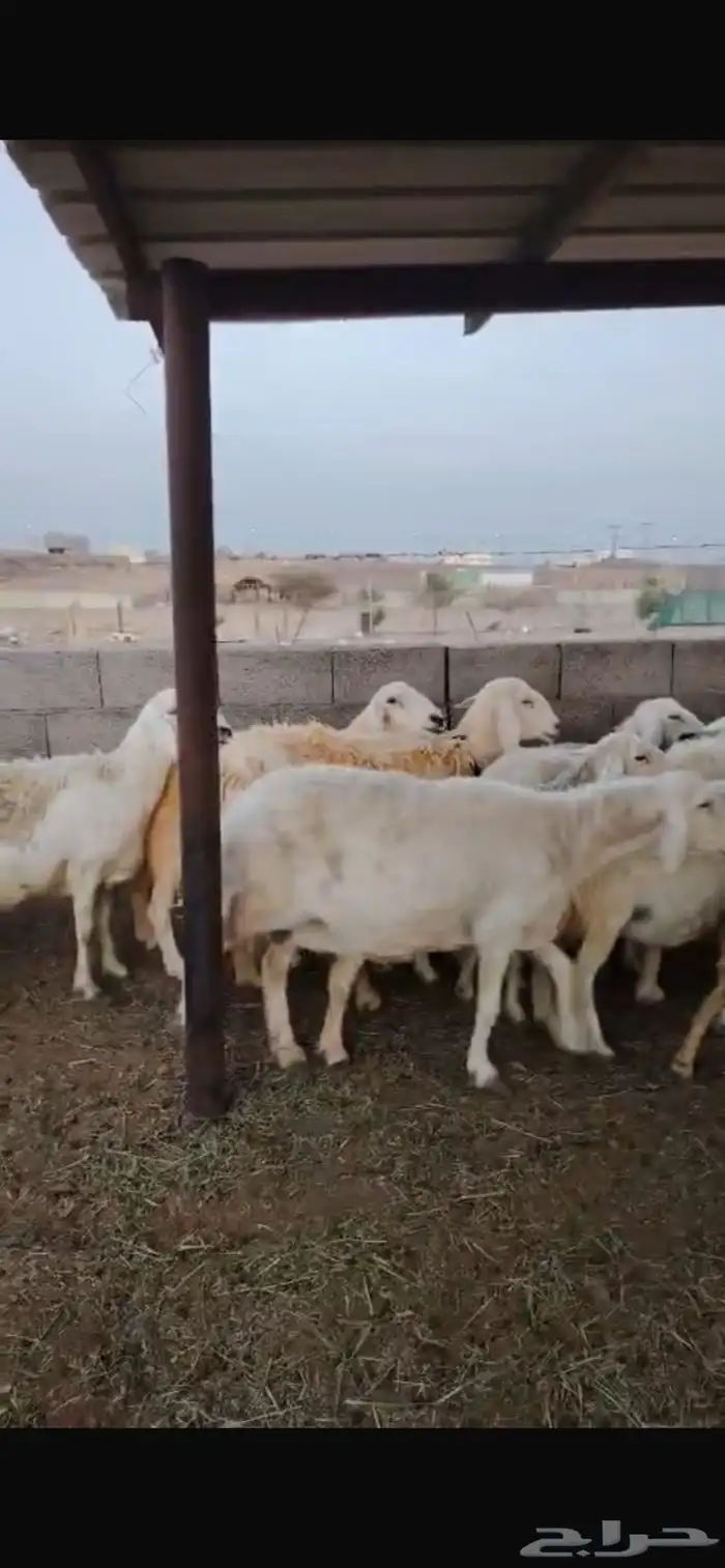 غنم دفيع مفاصيل على وشك ولاد 2