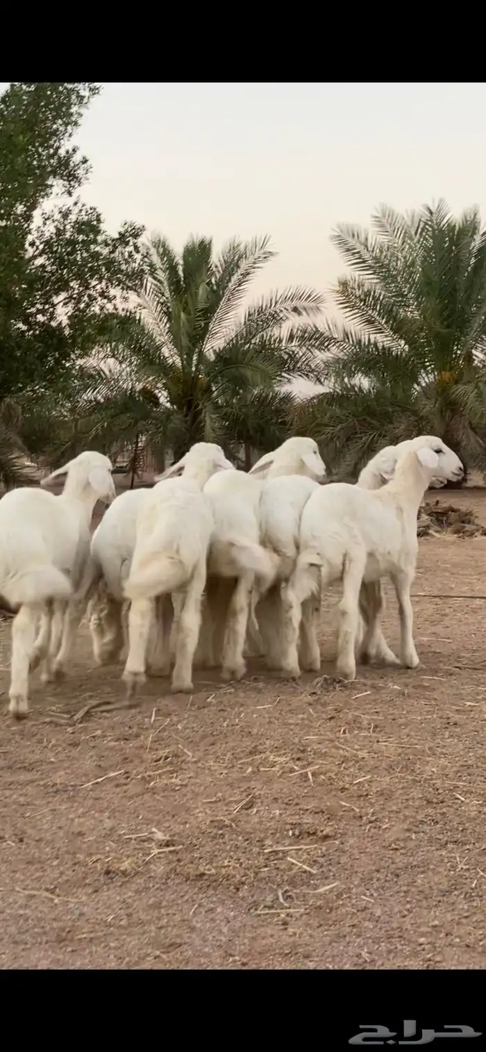 رخال حريات تم تم اللبيع 2