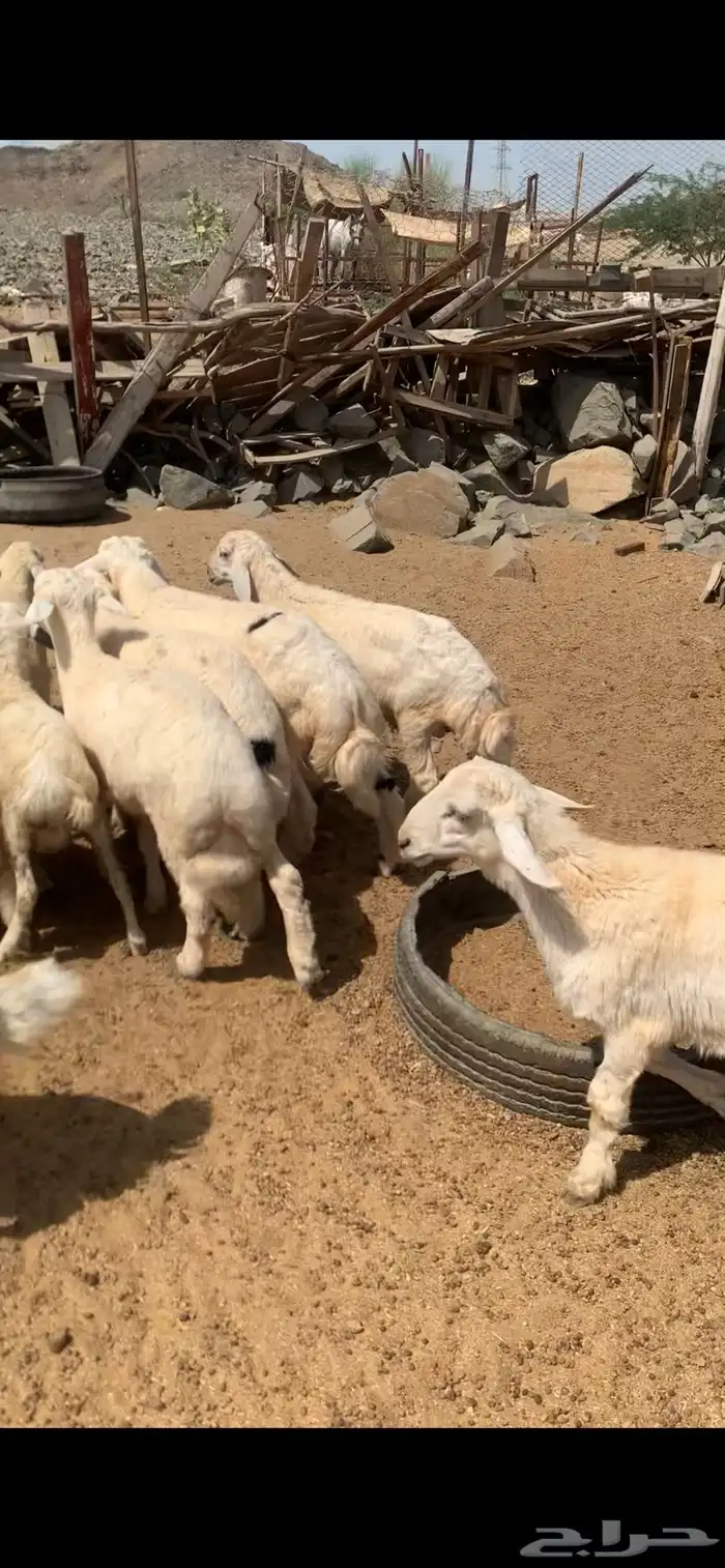 للبيع طليان و رخال جمله و تفريد 3