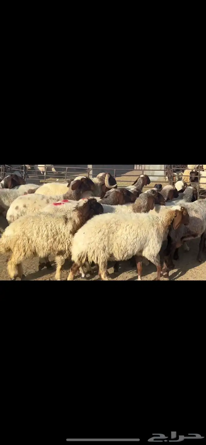 غنم نعيم فاخرره ودفيع 3