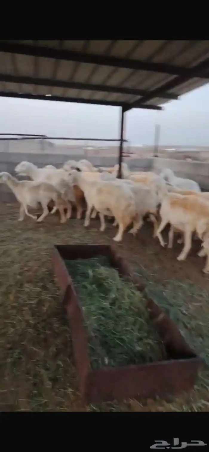 غنم دفيع مفاصيل على وشك ولاد 1