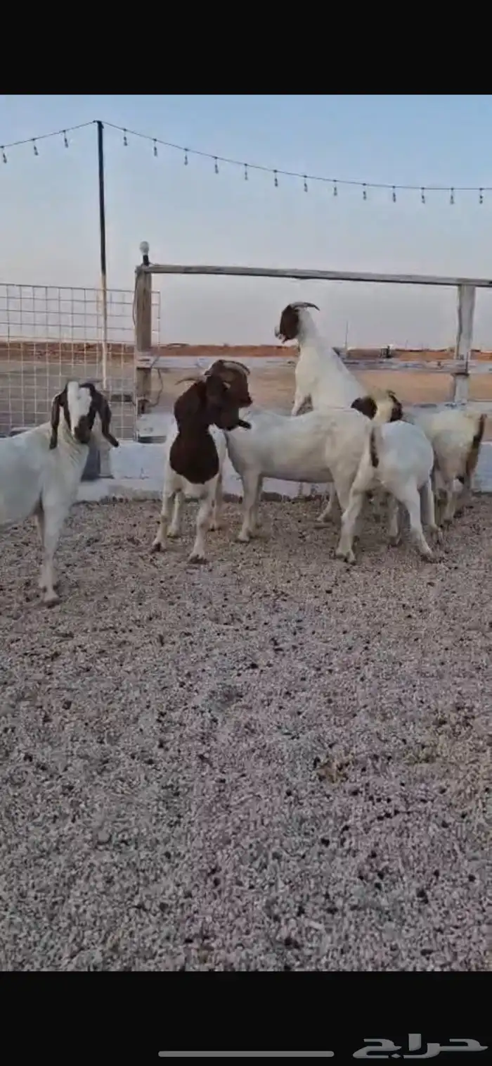 معزاء بورقت 0