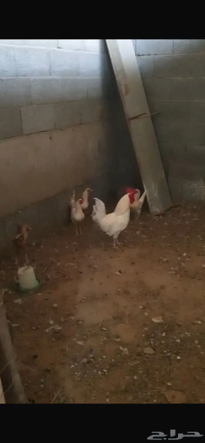 دجاج ابيض للبيع 2