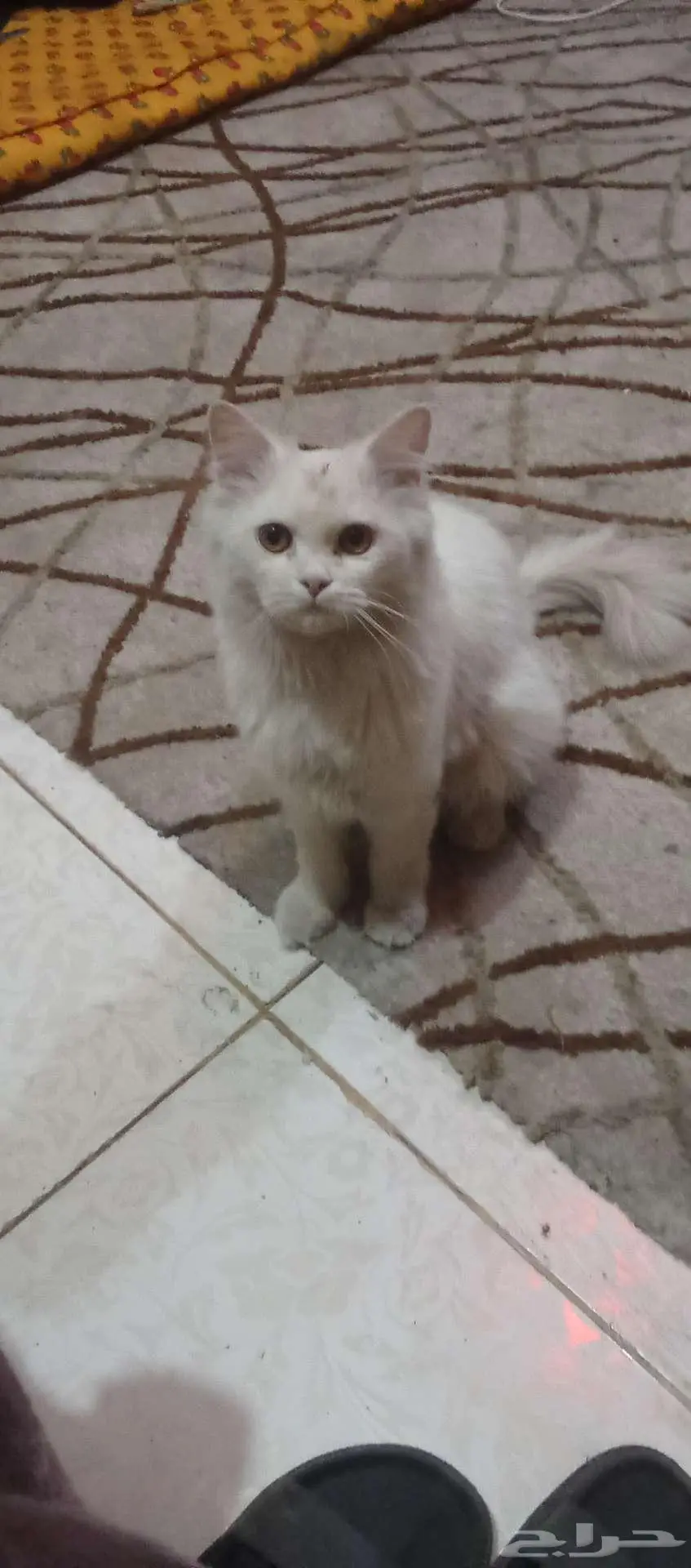 محايل عسير 1