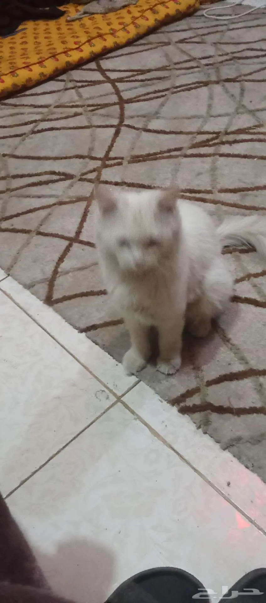 محايل عسير 0