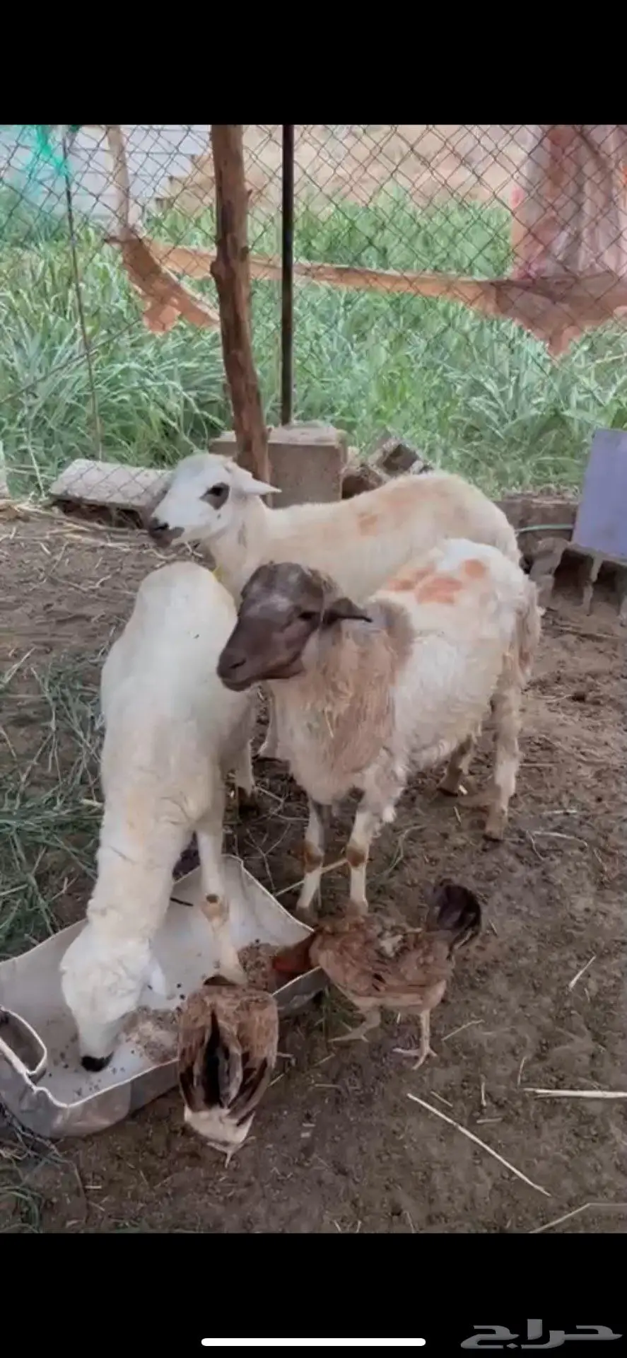 كباشة بلدي ( تم البيع 4