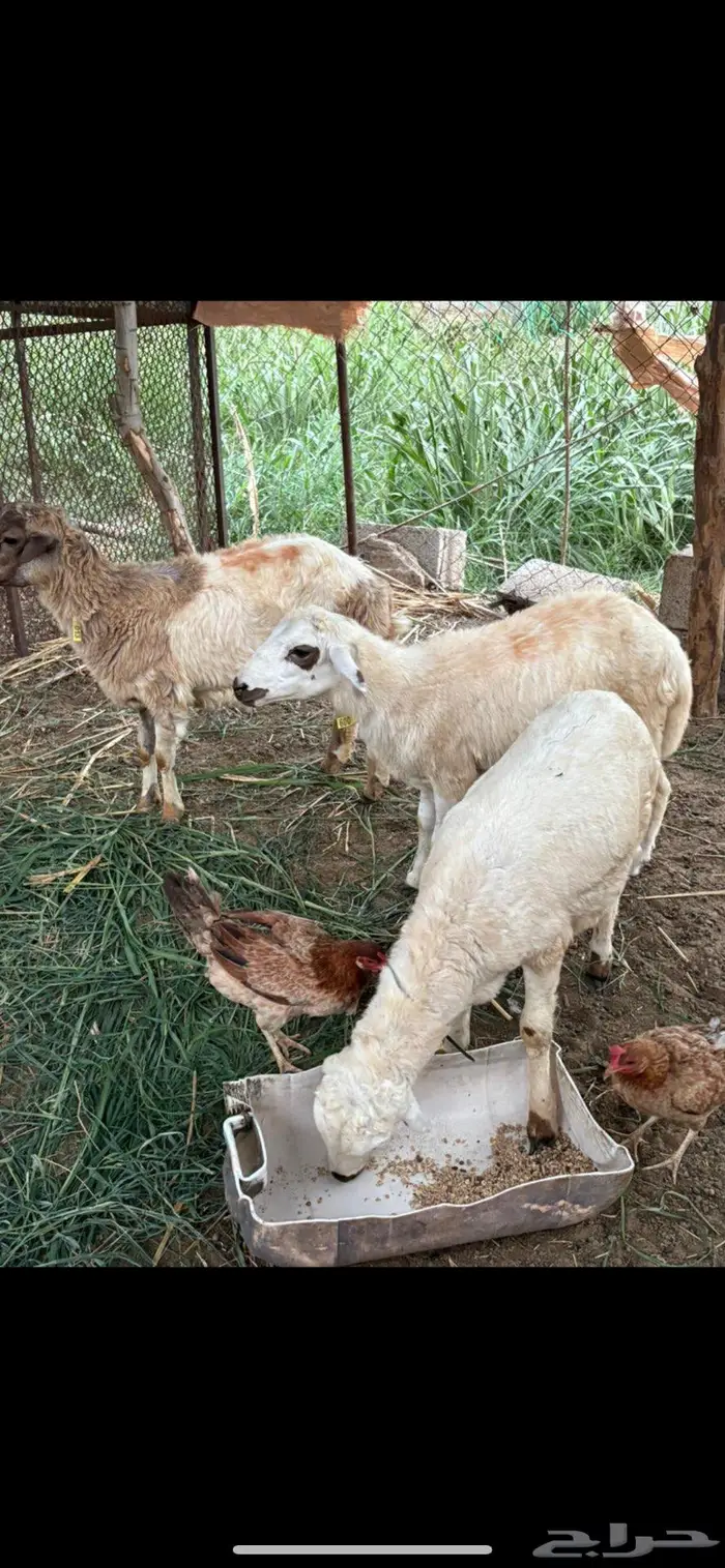 كباشة بلدي ( تم البيع 6