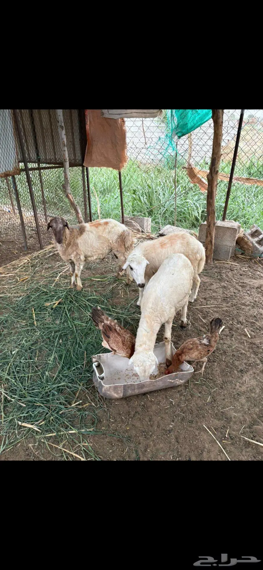 كباشة بلدي ( تم البيع 5