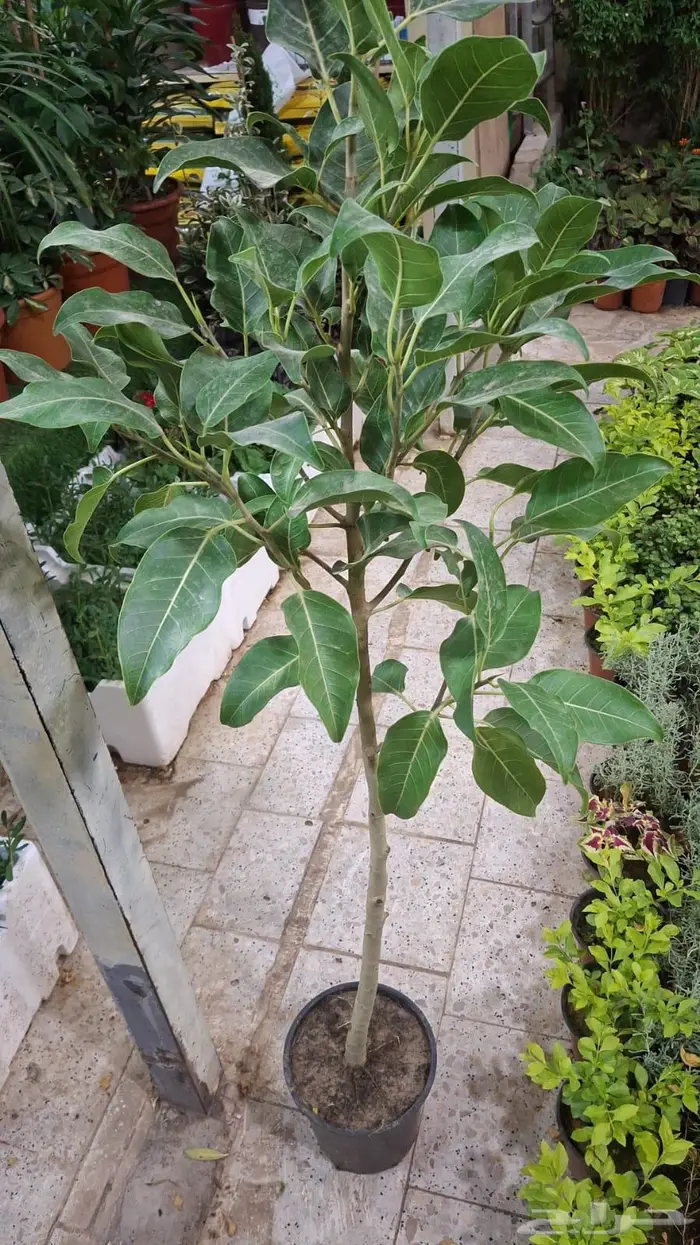 زراعة حدائق وأشجار ونجيلة طبيعي وصناعي ونخيل زينة 6