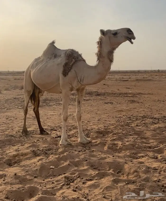 خفوت شقحا كفو منوة الإنتاج سعر مناسب 2