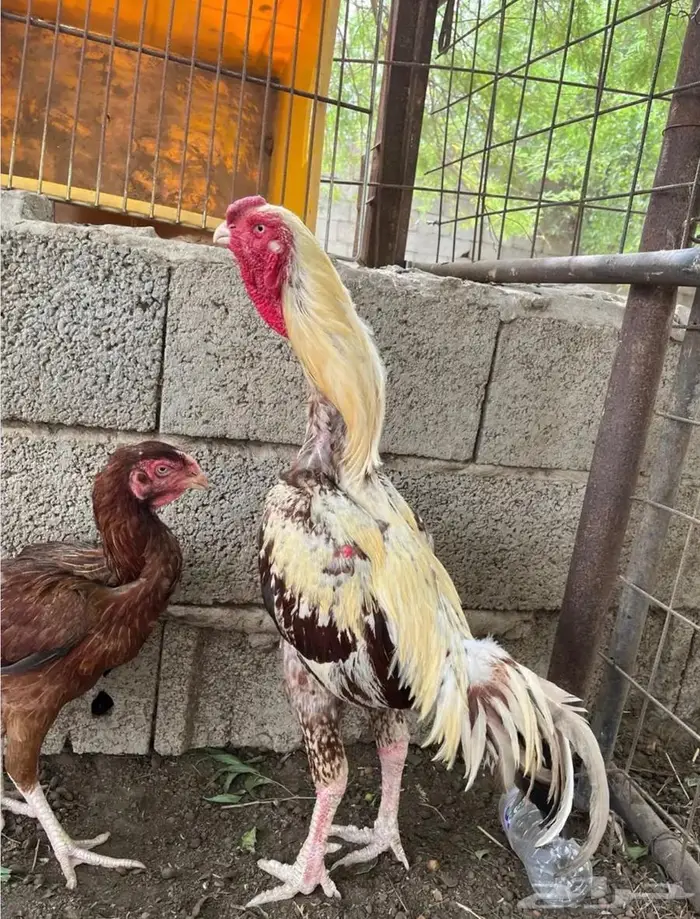 دجاج باكستاني 0
