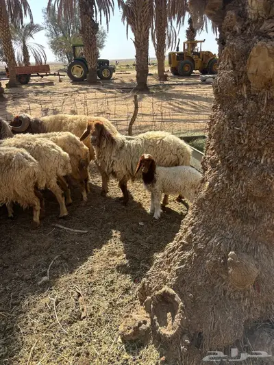 غنم نعيم 2