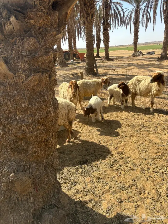 غنم نعيم 1