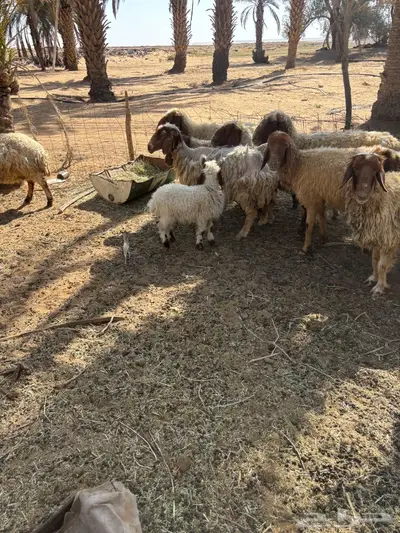 غنم نعيم 5