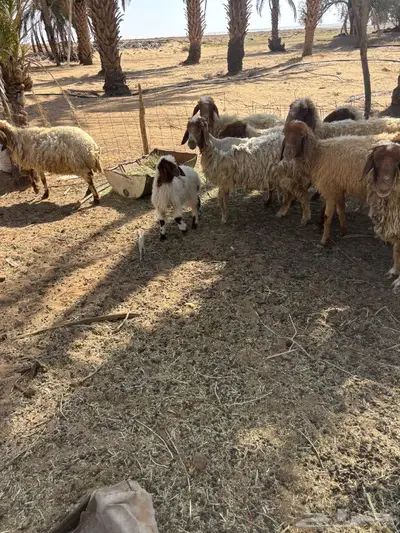 غنم نعيم 6