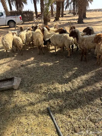 غنم نعيم 0